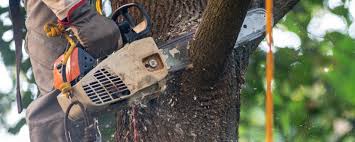 Best Fruit Tree Pruning  in Monroe, LA