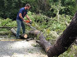 Best Palm Tree Trimming  in Monroe, LA