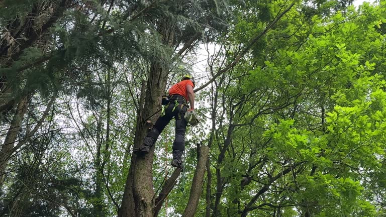 Best Utility Line Clearance  in Monroe, LA