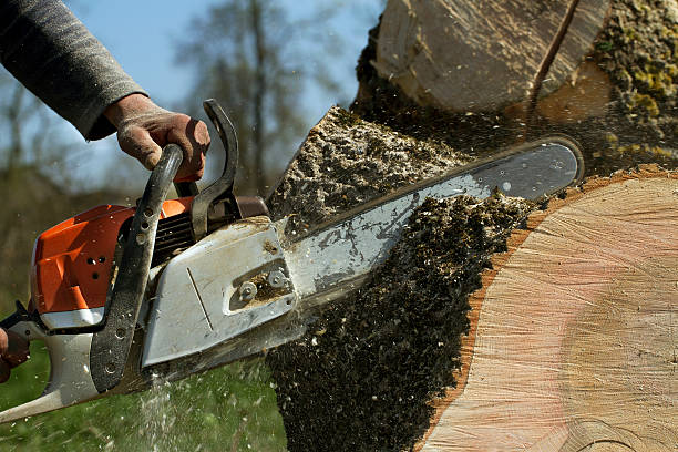 Best Leaf Removal  in Monroe, LA